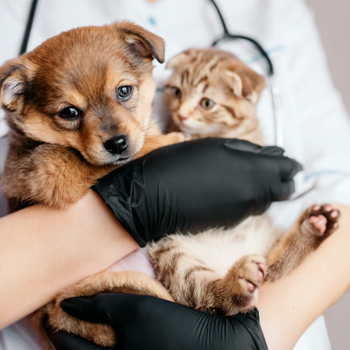 Integrated order management and differential fulfilment rules for a natural human and pet product company