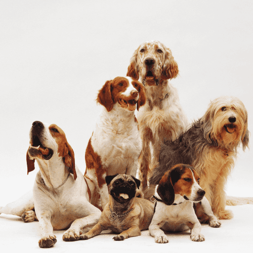 imagesnewpetcarepng