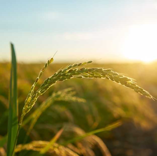 imagesnewagriculturejpg